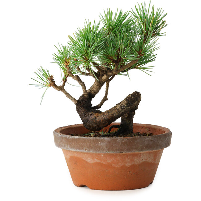 Pinus parviflora, 19 cm, ± 9 years old