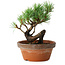 Pinus parviflora, 19 cm, ± 9 jaar oud