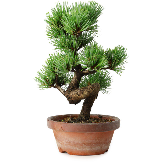 Pinus parviflora, 19 cm, ± 9 Jahre alt