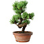 Pinus parviflora, 19 cm, ± 9 years old