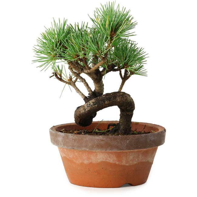 Pinus parviflora, 19 cm, ± 9 years old