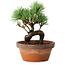 Pinus parviflora, 19 cm, ± 9 ans