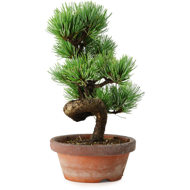 Pinus parviflora, 19 cm, ± 9 Jahre alt