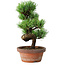 Pinus parviflora, 19 cm, ± 9 jaar oud