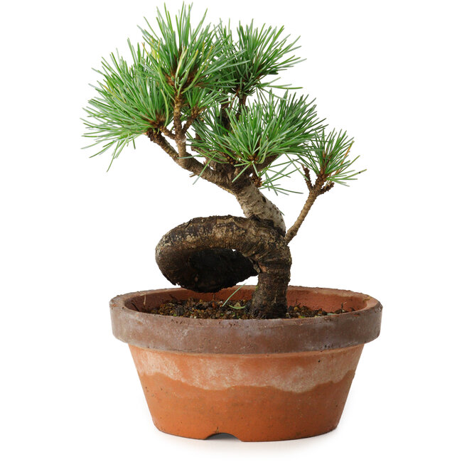 Pinus parviflora, 19 cm, ± 9 años