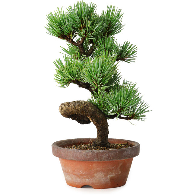 Pinus parviflora, 19 cm, ± 9 años