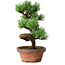 Pinus parviflora, 19 cm, ± 9 years old