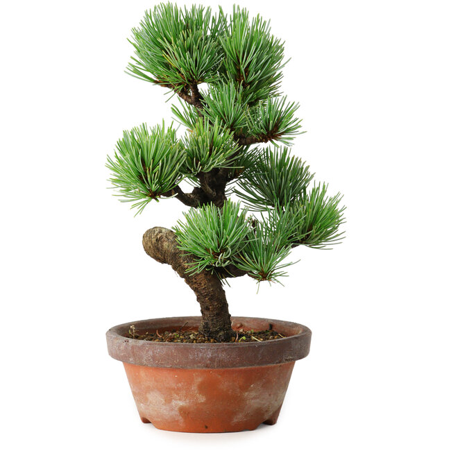 Pinus parviflora, 19 cm, ± 9 anni