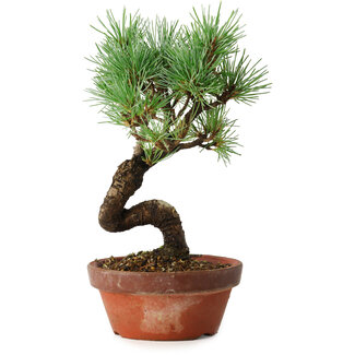 Pinus parviflora, 19 cm, ± 9 ans