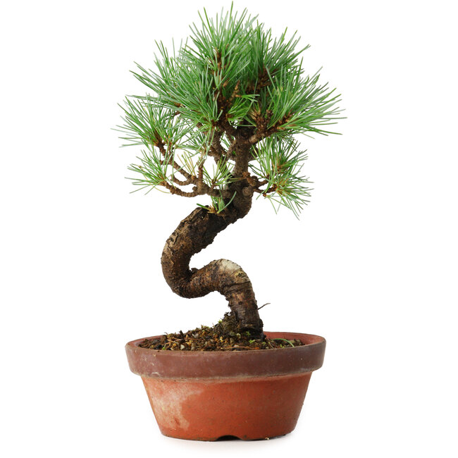 Pinus parviflora, 19 cm, ± 9 Jahre alt