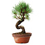 Pinus parviflora, 19 cm, ± 9 years old