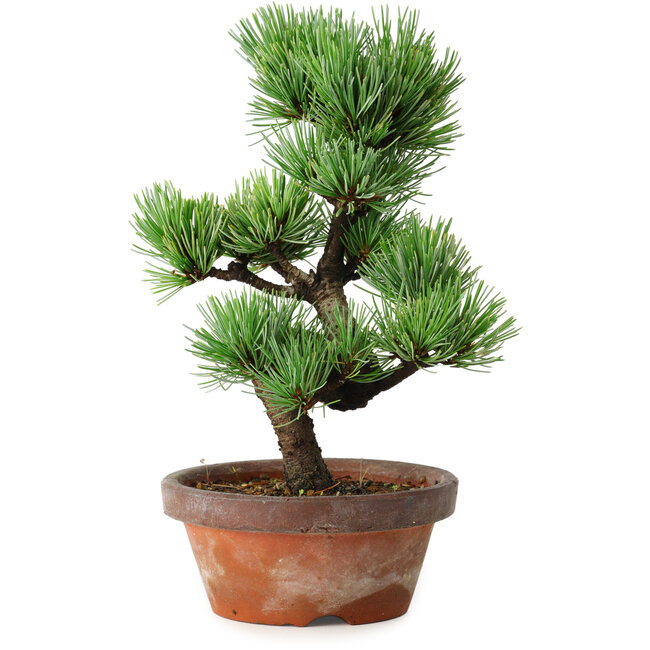 Pinus parviflora, 19 cm, ± 9 ans