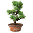 Pinus parviflora, 19 cm, ± 9 ans