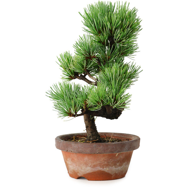 Pinus parviflora, 19 cm, ± 9 ans