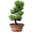 Pinus parviflora, 19 cm, ± 9 jaar oud