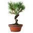 Pinus parviflora, 19 cm, ± 9 years old
