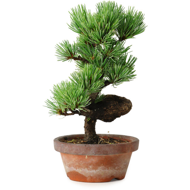 Pinus parviflora, 19 cm, ± 9 jaar oud