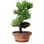 Pinus parviflora, 19 cm, ± 9 years old