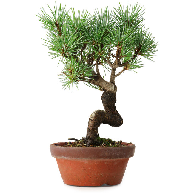 Pinus parviflora, 19 cm, ± 9 anni