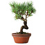 Pinus parviflora, 19 cm, ± 9 years old