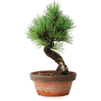 Pinus parviflora, 19 cm, ± 9 Jahre alt