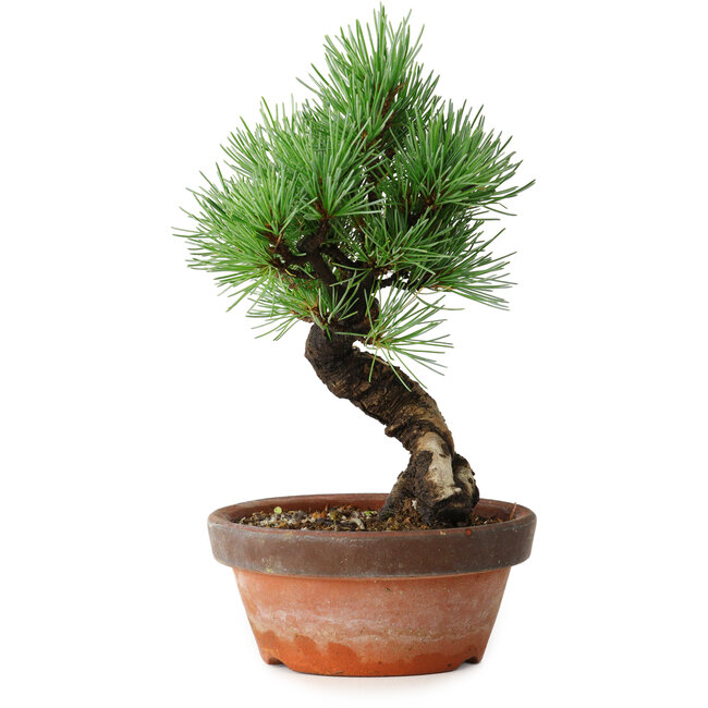 Pinus parviflora, 19 cm, ± 9 años