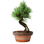 Pinus parviflora, 19 cm, ± 9 Jahre alt