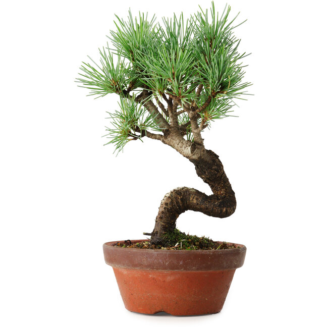 Pinus parviflora, 19 cm, ± 9 ans