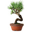 Pinus parviflora, 19 cm, ± 9 Jahre alt