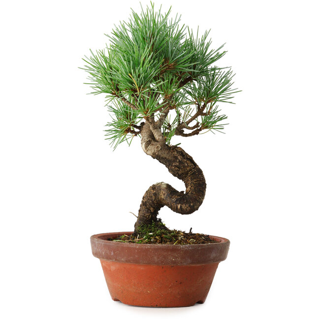 Pinus parviflora, 19 cm, ± 9 Jahre alt