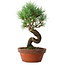 Pinus parviflora, 19 cm, ± 9 years old