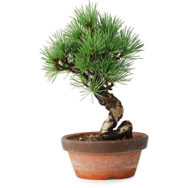 Pinus parviflora, 19 cm, ± 9 Jahre alt