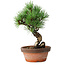 Pinus parviflora, 19 cm, ± 9 years old