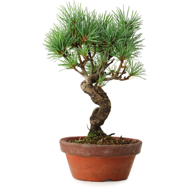 Pinus parviflora, 19 cm, ± 9 ans