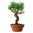 Pinus parviflora, 19 cm, ± 9 years old