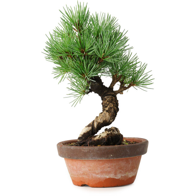 Pinus parviflora, 19 cm, ± 9 Jahre alt