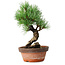 Pinus parviflora, 19 cm, ± 9 Jahre alt