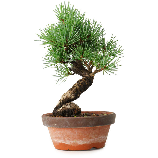 Pinus parviflora, 19 cm, ± 9 anni