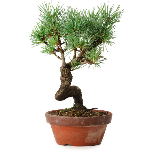 Pinus parviflora, 19 cm, ± 9 anni