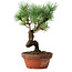 Pinus parviflora, 19 cm, ± 9 years old