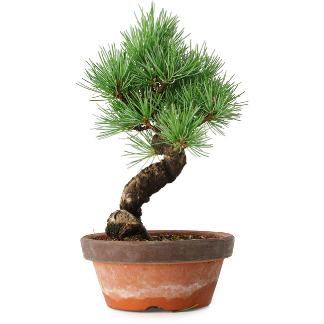 Pinus parviflora, 19 cm, ± 9 anni