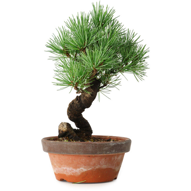 Pinus parviflora, 19 cm, ± 9 años