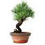 Pinus parviflora, 19 cm, ± 9 years old