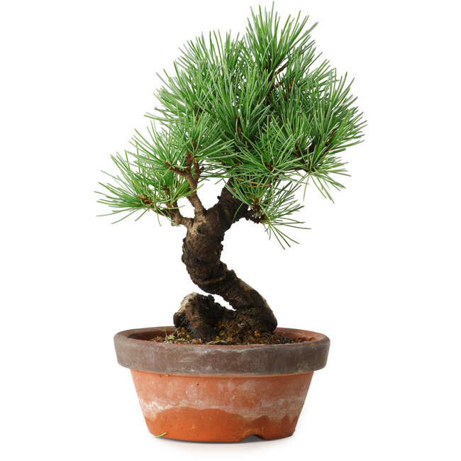 Pinus parviflora, 19 cm, ± 9 Jahre alt