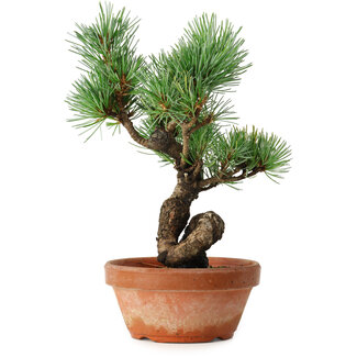 Pinus parviflora, 19 cm, ± 9 ans