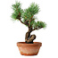 Pinus parviflora, 19 cm, ± 9 years old