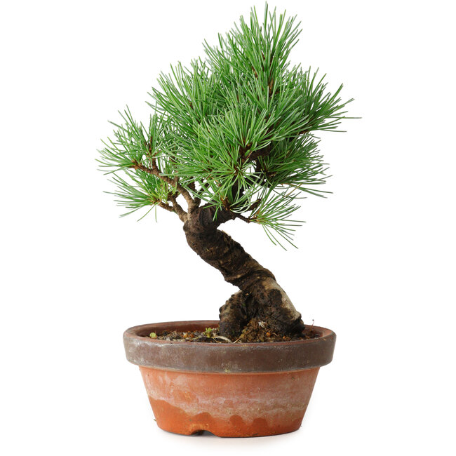 Pinus parviflora, 19 cm, ± 9 years old