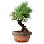 Pinus parviflora, 19 cm, ± 9 years old