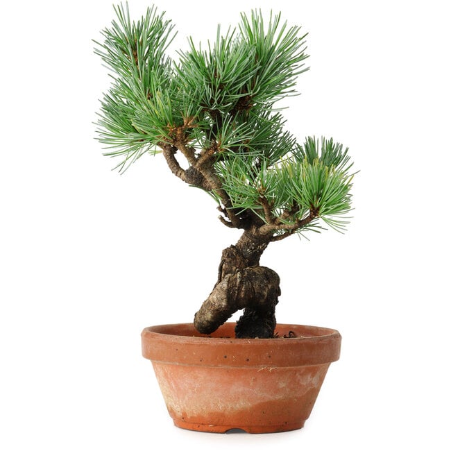 Pinus parviflora, 19 cm, ± 9 años