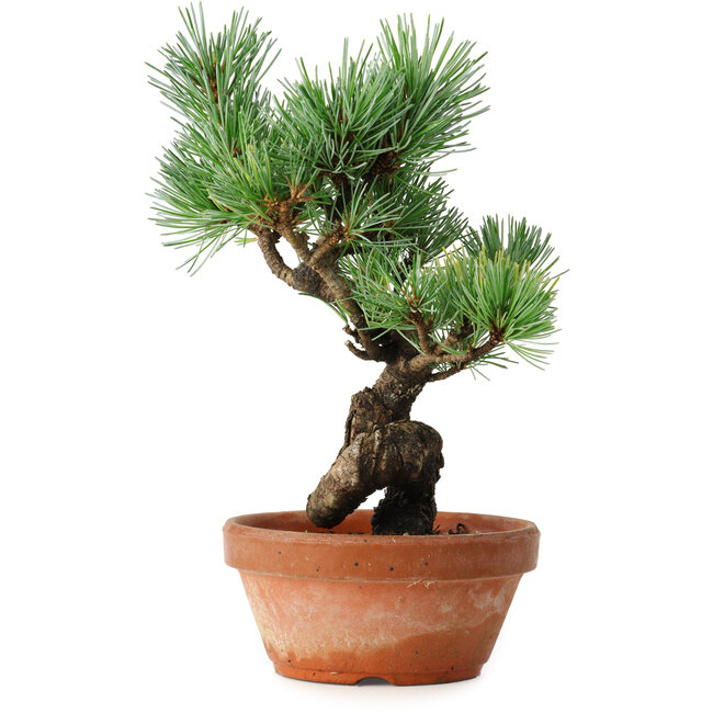 Pinus parviflora, 19 cm, ± 9 ans